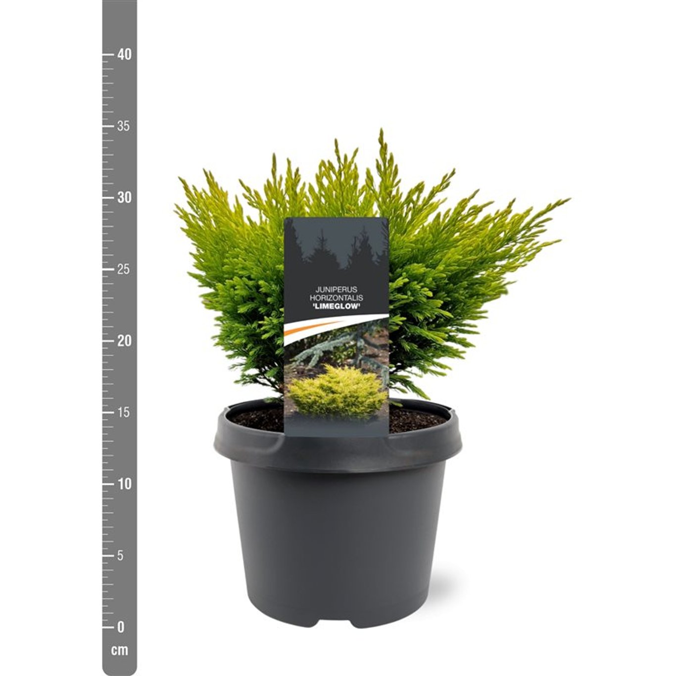 Juniperus h. 'Limeglow' - C3 20-25 CM